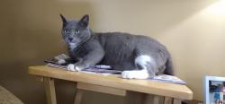 Lost Male Cat last seen Hwy 55, Coastal Pet Clinic , Alliance, NC 28515