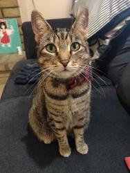Lost Female Cat last seen N Brentwood Pl and W Stratford Dr , Chandler, AZ 85224