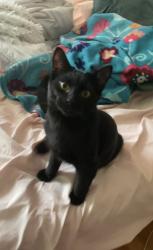 Lost Male Cat last seen Trail East, Hendersonville TN, Hendersonville, TN 37075