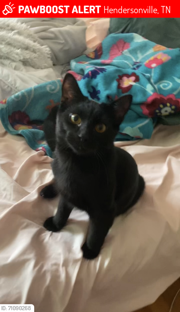 Lost Male Cat last seen Trail East, Hendersonville TN, Hendersonville, TN 37075