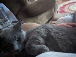 Lost Male Cat last seen Tuckaway Golf Course, Crete Township, IL 60417