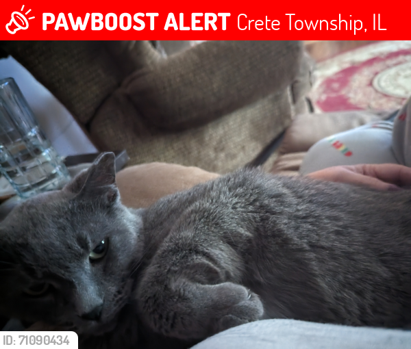 Lost Male Cat last seen Tuckaway Golf Course, Crete Township, IL 60417
