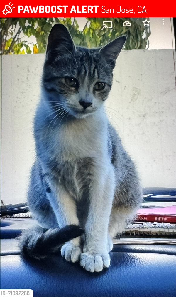 Lost Female Cat last seen Little Orchard and Bernard Road, San Jose, CA 95119