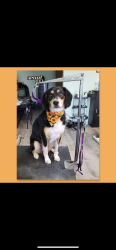 Lost Male Dog last seen Near Leicester st auburn ma, Auburn, MA 01501