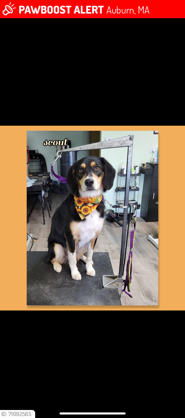 Lost Male Dog last seen Near Leicester st auburn ma, Auburn, MA 01501