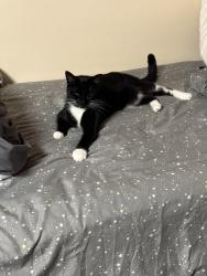 Lost Female Cat last seen Bryson Crossing Neighborhood, Warner Robins, GA 31005