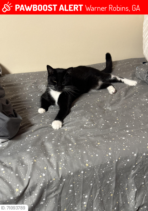 Lost Female Cat last seen Bryson Crossing Neighborhood, Warner Robins, GA 31005