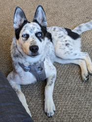 Lost Male Dog last seen Englewood public library, Englewood, CO 80110
