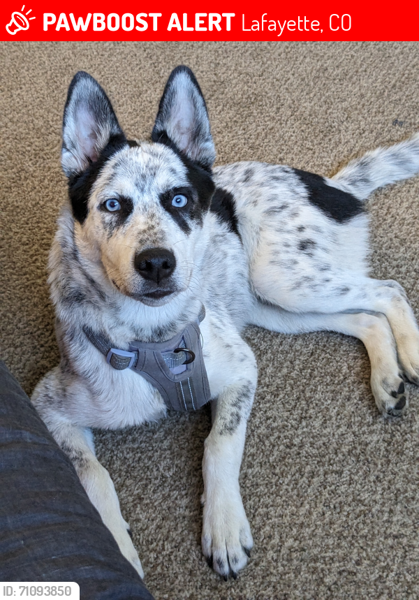 Lost Male Dog last seen Englewood public library, Englewood, CO 80110
