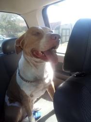 Lost Male Dog last seen Southcross, w.w white, San Antonio, TX 78210