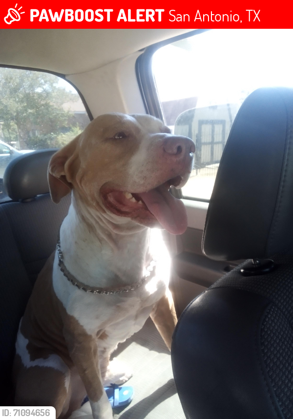 Lost Male Dog last seen Southcross, w.w white, San Antonio, TX 78210