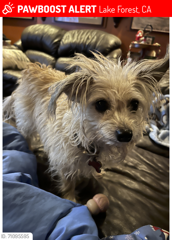 Lost Female Dog last seen Vintage way and Summerwood, Lake Forest, CA 92630