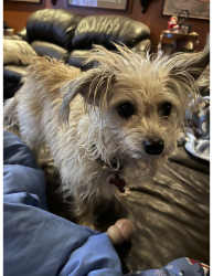 Lost Female Dog last seen Vintage way and Summerwood, Lake Forest, CA 92630