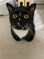 Lost Male Cat last seen Parkside East Subdivision/Olivers Crossing Atea, Winston-Salem, NC 27127