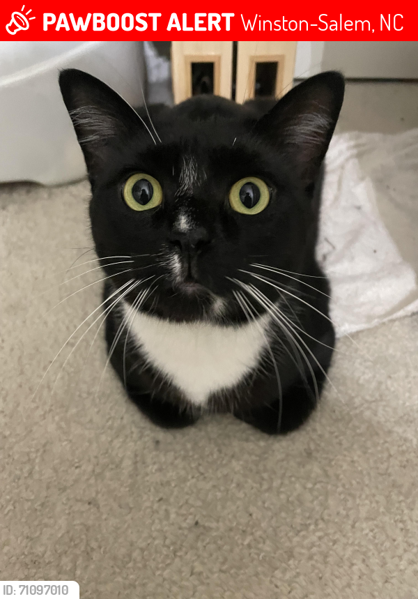 Lost Male Cat last seen Parkside East Subdivision/Olivers Crossing Atea, Winston-Salem, NC 27127