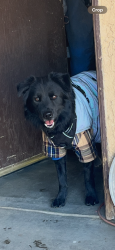 Lost Male Dog last seen Corbin and Sherman way , Los Angeles, CA 91306