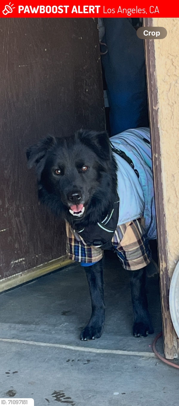 Lost Male Dog last seen Corbin and Sherman way , Los Angeles, CA 91306