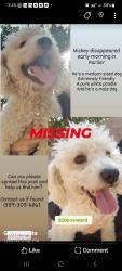 Lost Male Dog last seen Candice, Maya, Hadar, Parlier, CA 93648