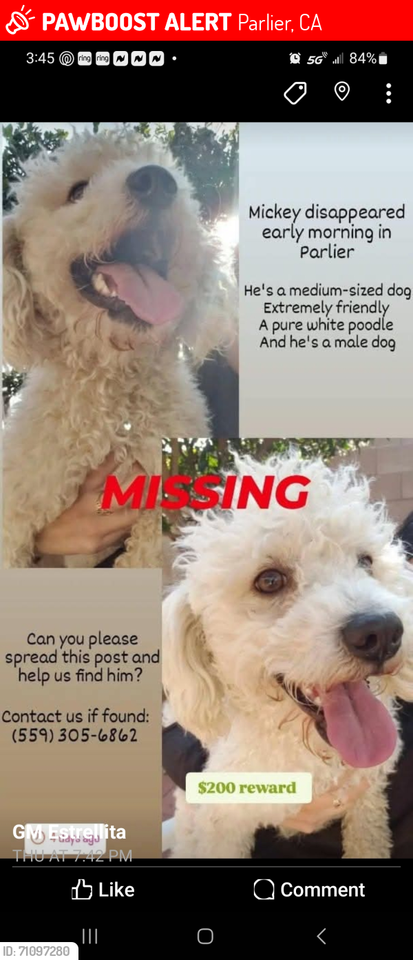 Lost Male Dog last seen Candice, Maya, Hadar, Parlier, CA 93648