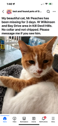 Lost Male Cat last seen Bay Drive, Kill Devil Hills, NC 27948