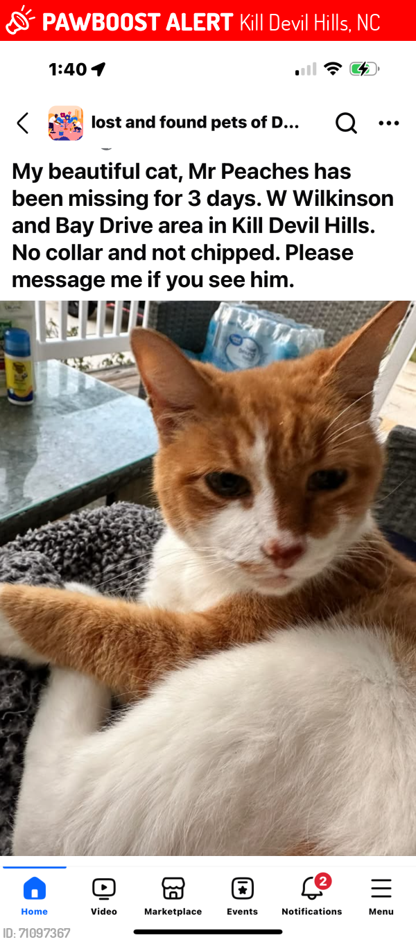 Lost Male Cat last seen Bay Drive, Kill Devil Hills, NC 27948