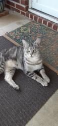 Lost Male Cat last seen Witherspoon Crossroads, Country Valley Mobile  Park, Ole Country Lane Claremont Nc, Claremont, NC 28610