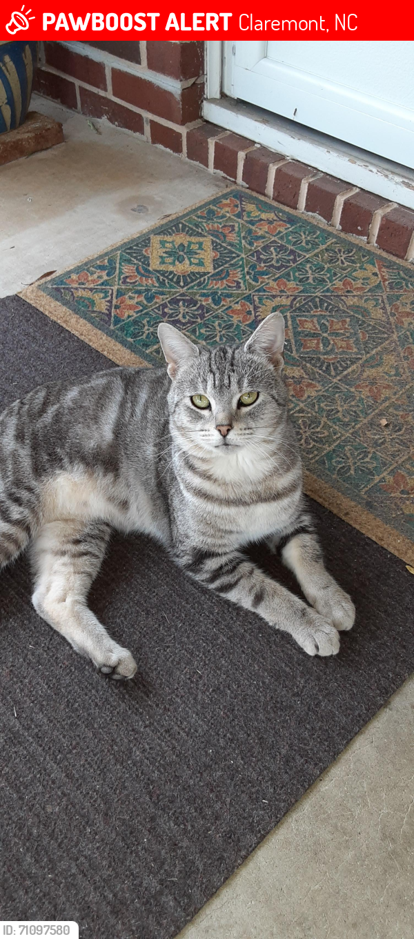 Lost Male Cat last seen Witherspoon Crossroads, Country Valley Mobile  Park, Ole Country Lane Claremont Nc, Claremont, NC 28610