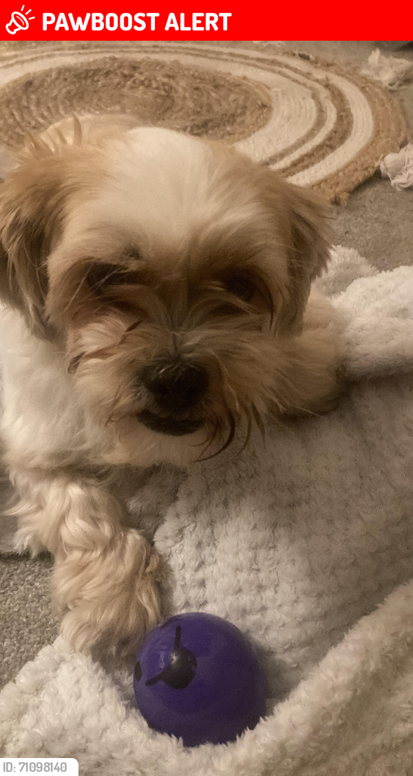 Lost Female Dog last seen Dumbarton Road, Knightswood, Scotland 
