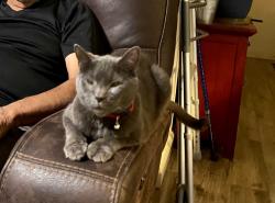 Lost Male Cat last seen Westchester and California St , Arlington, TX 76015