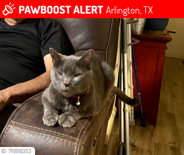 Lost Male Cat last seen Westchester and California St , Arlington, TX 76015