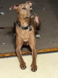 Lost Female Dog last seen Glendale , Glendale, MO 63122