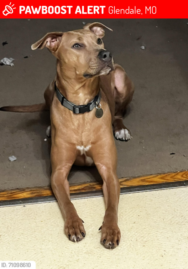 Lost Female Dog last seen Glendale , Glendale, MO 63122