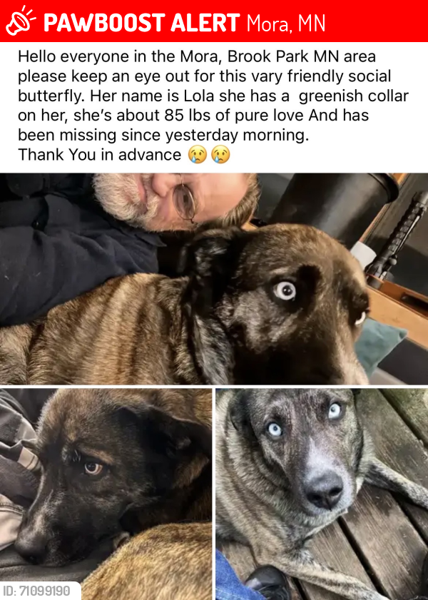 Lost Female Dog last seen Highway 23 and Sherwood Street , Mora, MN 55051