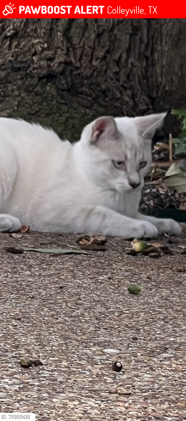 Lost Female Cat last seen Glade Road one and a half miles from 121, Colleyville, TX 76034