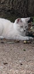Lost Female Cat last seen Glade Road one and a half miles from 121, Colleyville, TX 76034