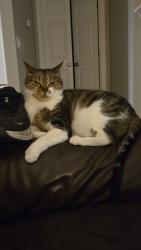 Lost Female Cat last seen Stratton Village Lane, Wilmington, NC 28409