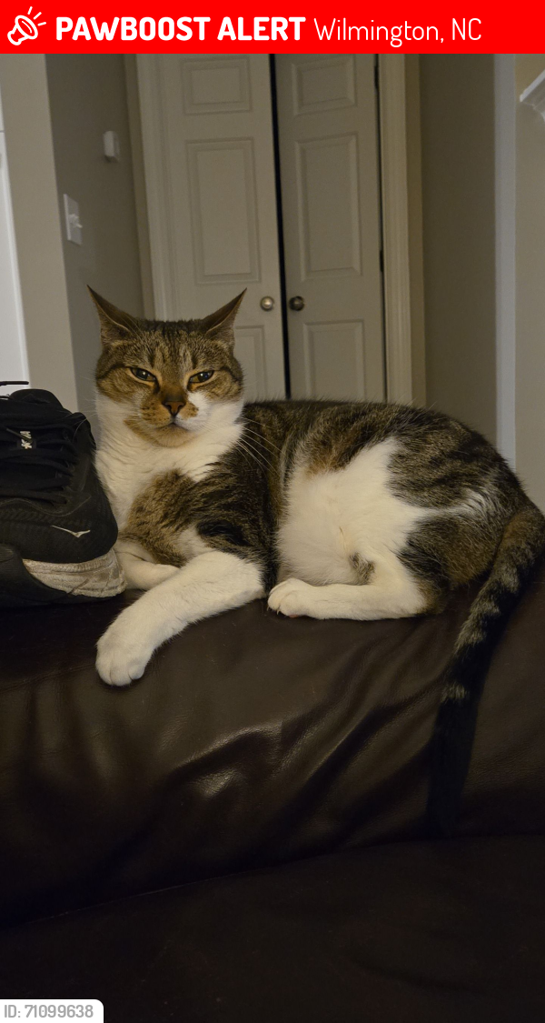 Lost Female Cat last seen Stratton Village Lane, Wilmington, NC 28409