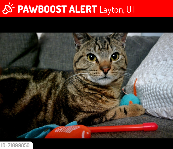 Lost Male Cat last seen Gordon and Fairfield, Layton, UT 84040