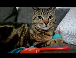 Lost Male Cat last seen Gordon and Fairfield , Layton, UT 84040