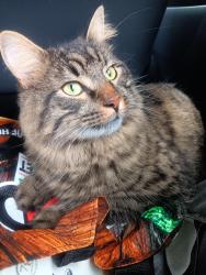 Lost Male Cat last seen Near Scofield Ave, bridgeport, ct, Bridgeport, CT 06605