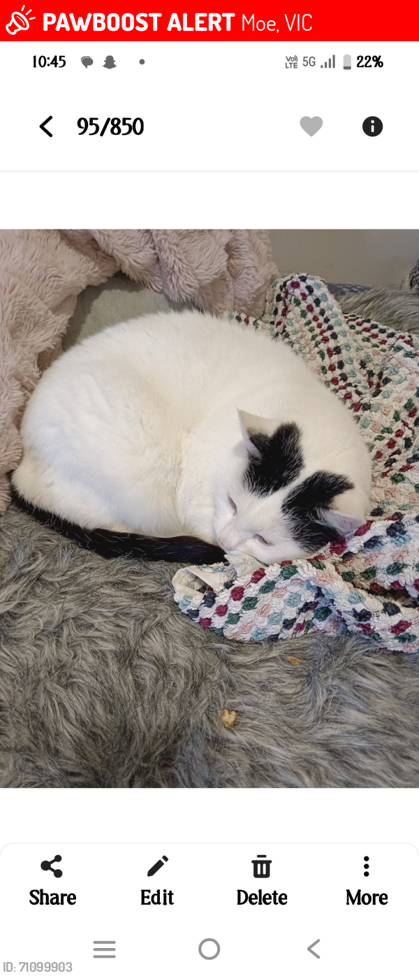 Lost Female Cat last seen Bubb street, Moe, VIC 3825