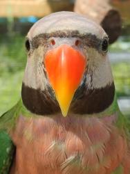 Lost Male Bird last seen Near Forest Dr , Inverness, FL 34453