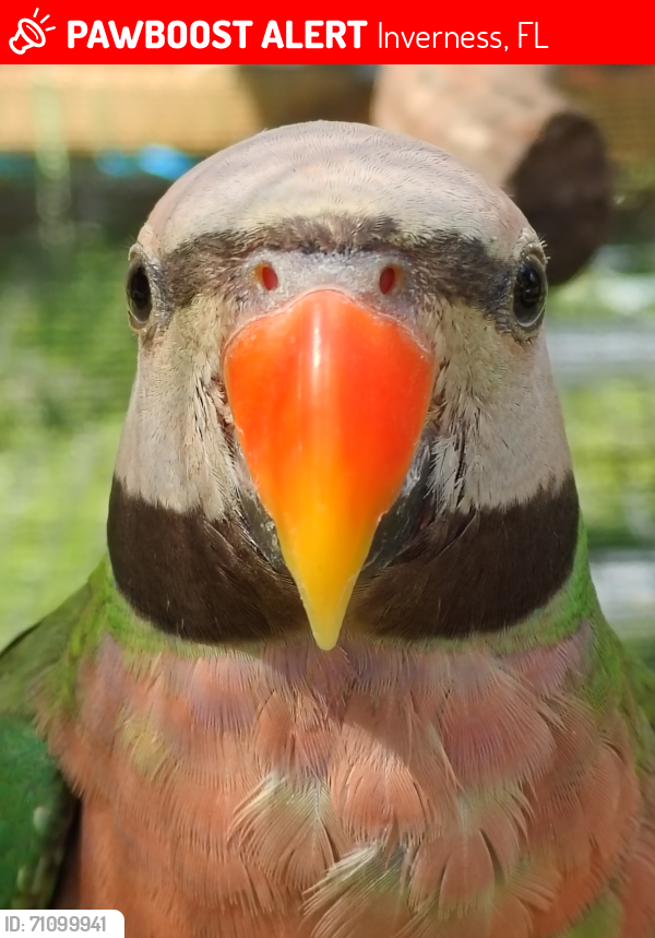 Lost Male Bird last seen Near Forest Dr , Inverness, FL 34453