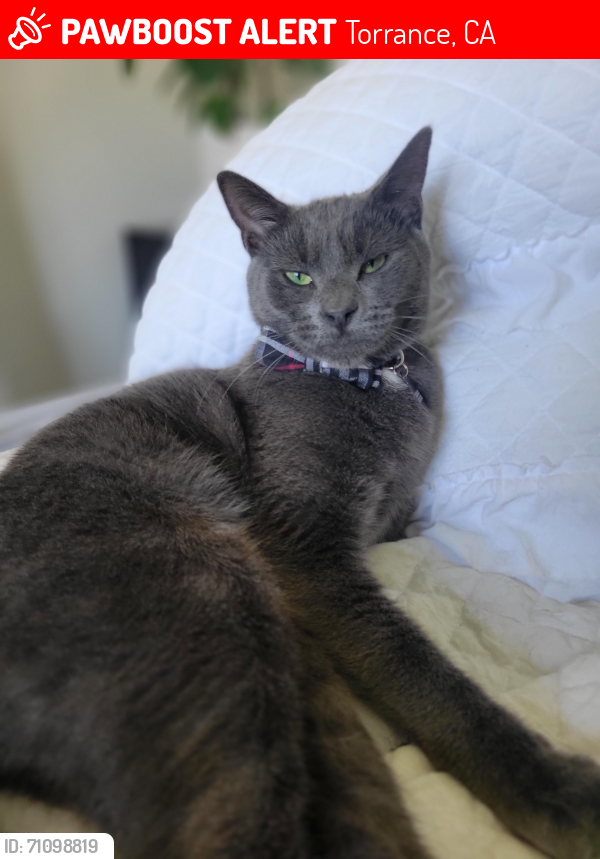 Lost Male Cat last seen 234th/Anza, Torrance, CA 90505