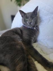 Lost Male Cat last seen 234th/Anza, Torrance, CA 90505
