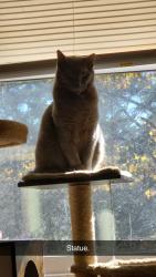 Lost Male Cat last seen Westside Storage in Clinton, Clinton, TN 37716