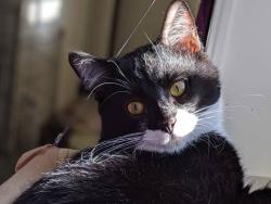 Lost Male Cat last seen 42nd and airport road , Nampa, ID 83687