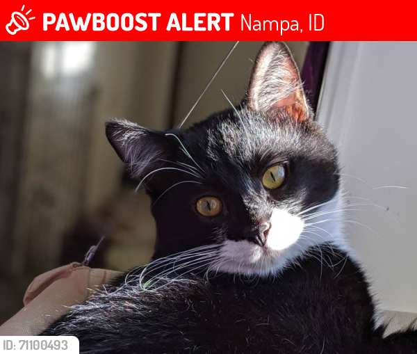 Lost Male Cat last seen 42nd and airport road , Nampa, ID 83687