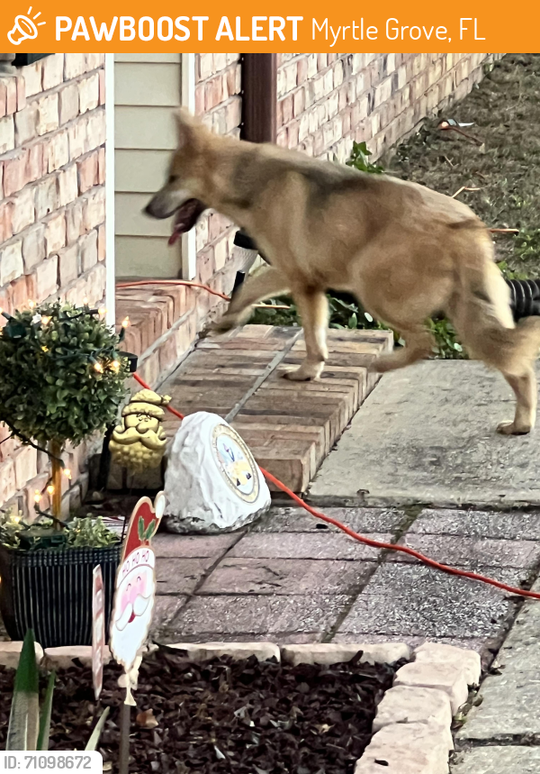 Myrtle Grove, Fl Stray Male Dog Found Near Campbellton 