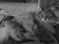 Lost Male Cat last seen Westridge Blvd and Lakepoint Dr, Orlando, FL 32822